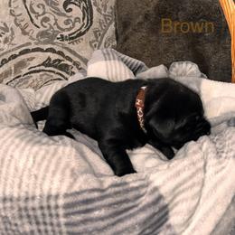 Girl 5 - Labrador Retriever puppy in Charleston, Maine from Puddledock Pups