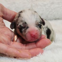 Blue Merle Girl - Blue merle and white female American Corgi puppy in Clovis, New Mexico from Sweet & Salty Cowdogs