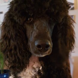 Poodles from West End Standard Poodles & Doodles