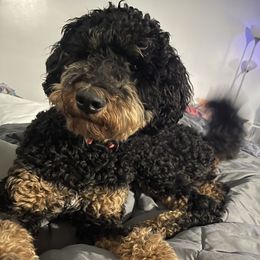 Callie - Bernedoodle