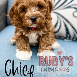 Cavapoo Puppies from Ruby's Cavapoos