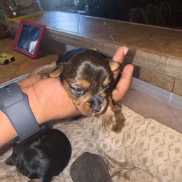 Boy 1 - Black and tan male Yorkshire Terrier puppy in Pomona, California from Lunio's Yorkies