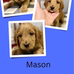 Mason - Apricot male Irish Doodle puppy in Bluefield, Virginia from Love on a Leash