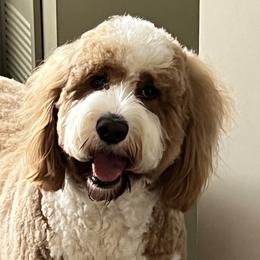 Assorted Doodle Crosses, Bernedoodles, Goldendoodles, and Labradoodles from Erica’s Doodles