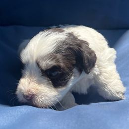 Raven - Parti female Miniature Schnauzer puppy in Menifee, California from Moonshine’s Minis