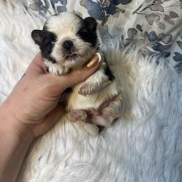 Boy 2 - Red and white male Shih Tzu puppy in Tenino, Washington from Fantasy Realm Shih Tzus