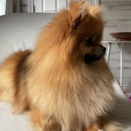Om - Pomeranian