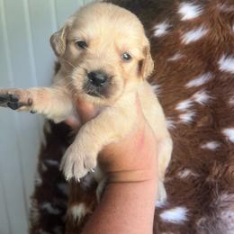 Teal collar - Golden female Golden Retriever puppy in Jesup, Georgia from Painted Platinum Retrievers (Painted Platinum Kennel) PPK