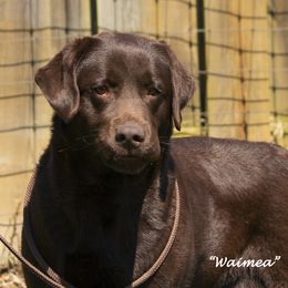 Mea - Labrador Retriever