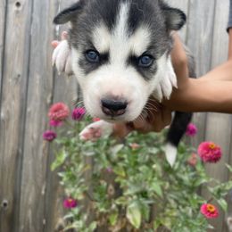 Siberian Husky Puppies from Husky Love and Pups