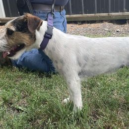 Ava - Jack Russell Terrier