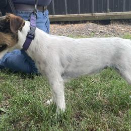 Ava - Jack Russell Terrier