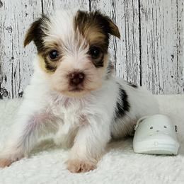 Rowan - Parti male Yorkshire Terrier puppy in Mankato, Minnesota from Tiny and Treasured