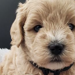 Boy 1 - Schnoodle puppy from Eveleigh Acres Puppies