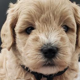 Boy 1 - Schnoodle puppy from Eveleigh Acres Puppies