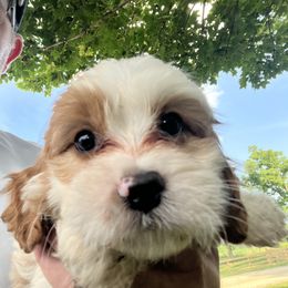 Merry - Blenheim male Cavapoo puppy in Osseo, Michigan from Smiths Fluffy butts