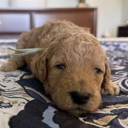 Miss Mint Collar - Apricot female Poodle puppy in Screven, Georgia from Dreamland Standard Poodles