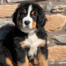 Atlas - Black rust and white male Bernese Mountain Dog puppy in Stone Creek, Ohio from Highland Meadows