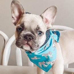 French Bulldogs from K.B frenchies