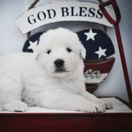 Border Collie, Bordoodle, and Maremma Sheepdog Puppies from 2J 2K Border Collies