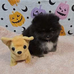Tia - Black and tan female Pomeranian puppy in Fresno, California from Pomi Mami Pomeranians