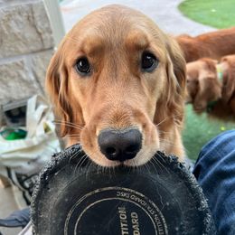 Rosie - Golden Retriever