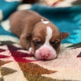 Boy 5 - Red male Pembroke Welsh Corgi puppy in Beggs, Oklahoma from Blue Diamond Corgi’s