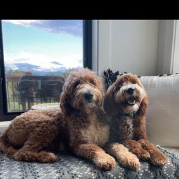 Goldendoodle All Grown Up from Stringer's Goldendoodles