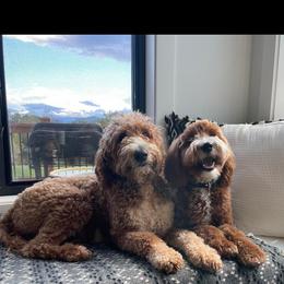 Goldendoodle All Grown Up from Stringer's Goldendoodles
