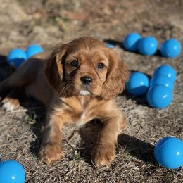 Cavalier King Charles Spaniel Puppies from Colorful Cavaliers