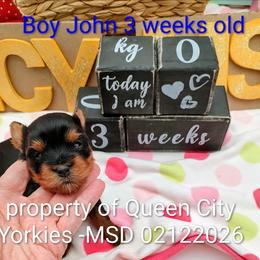 John - Black and tan male Yorkshire Terrier puppy in Charlotte, North Carolina from Queen City Yorkies