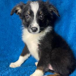 Scott - Black tri male Miniature Australian Shepherd puppy in Hokes Bluff, Alabama from Alegria Toy Aussies