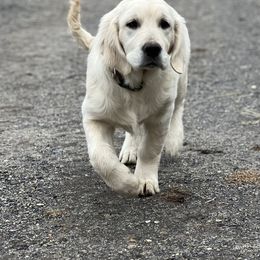 Golden Retriever Puppies from Journeyman Goldens