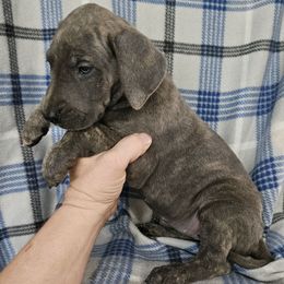 Thyme - Blue brindle female Great Dane puppy in Biscoe, North Carolina from Clouser's Bodacious Danes