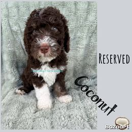 Coconut - Brown and white male Bernedoodle puppy in Godwin, North Carolina from Farm Sweet Farm Doodles