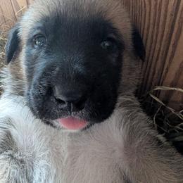Girl 3-light blue - Fawn female Anatolian Shepherd Dog puppy in Cleveland, Minnesota from Schmahl Family Farms