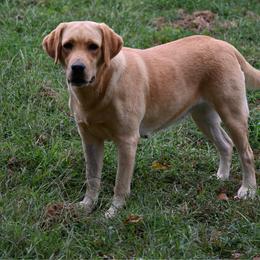 Beverly - Labrador Retriever