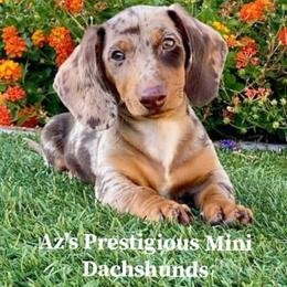Dachshund and Great Dane Puppies from AZ's Prestigious Minature Dachshunds