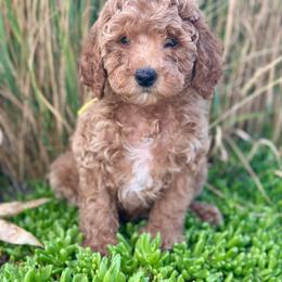 Justice - Red  female Poodle puppy in Herriman, Utah from Shaggy Mountain Pups LLC