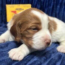 Girl 1 - female Brittany puppy in Port Crane, New York from Red Truck Brittanys