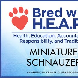 Miniature Schnauzer Puppies from PartiLife Miniature Schnauzers