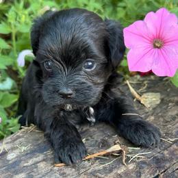 Sugar - Black female Maltipoo puppy in Oakland, Kentucky from Imperial Dogs