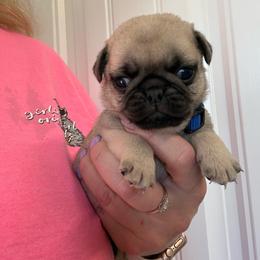 Cadbury - Fawn male Pug puppy in Ludowici, Georgia from Royal Destiny Kennels