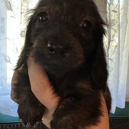 Vanilla Bean- Fiona - Brindle female Dachshund puppy in Wolf Lake, Indiana from Canisteo Dachshunds
