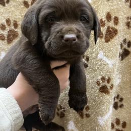 Labrador Retriever Puppies from Russell Creek Labradors