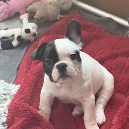 Star Spangled Banner Litter-Rocket - Brindle and white male French Bulldog puppy in Kalispell, Montana from Grace & Grit Frenchies