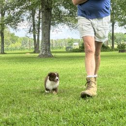 Australian Shepherd Puppies from Haven Farms Australian Shepherds