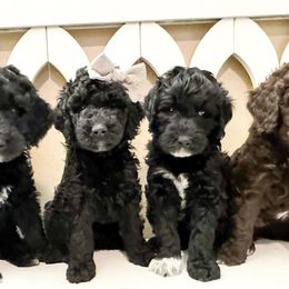 Double Doodles and Labradoodles from Sonoran Doodles