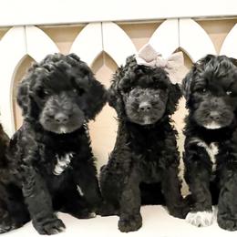 Double Doodles and Labradoodles from Sonoran Doodles
