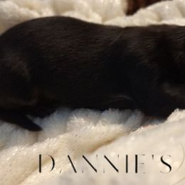 Piper - Black and tan female Dachshund puppy in Hiddenite, North Carolina from Dannie's Doxies